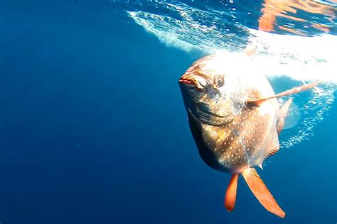are fish cold blooded|Are puffer fish cold blooded .